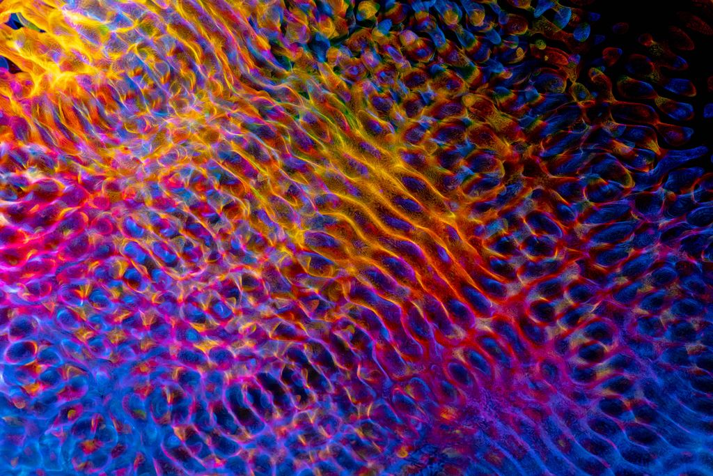 Colorful digital artwork showcasing dynamic geometric ripple patterns with a glowing effect.
